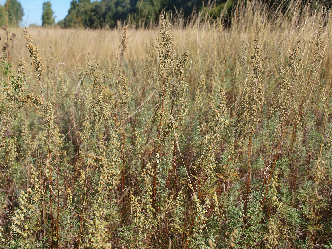 Изображение особи Artemisia pontica.