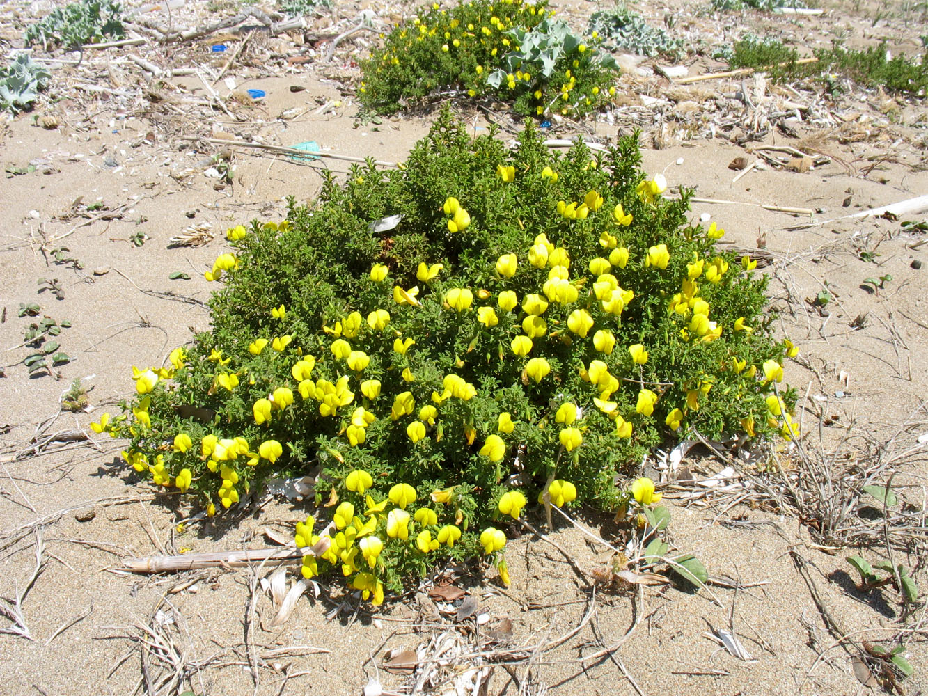 Изображение особи Ononis natrix ssp. ramosissima.