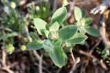 Alyssum dasycarpum