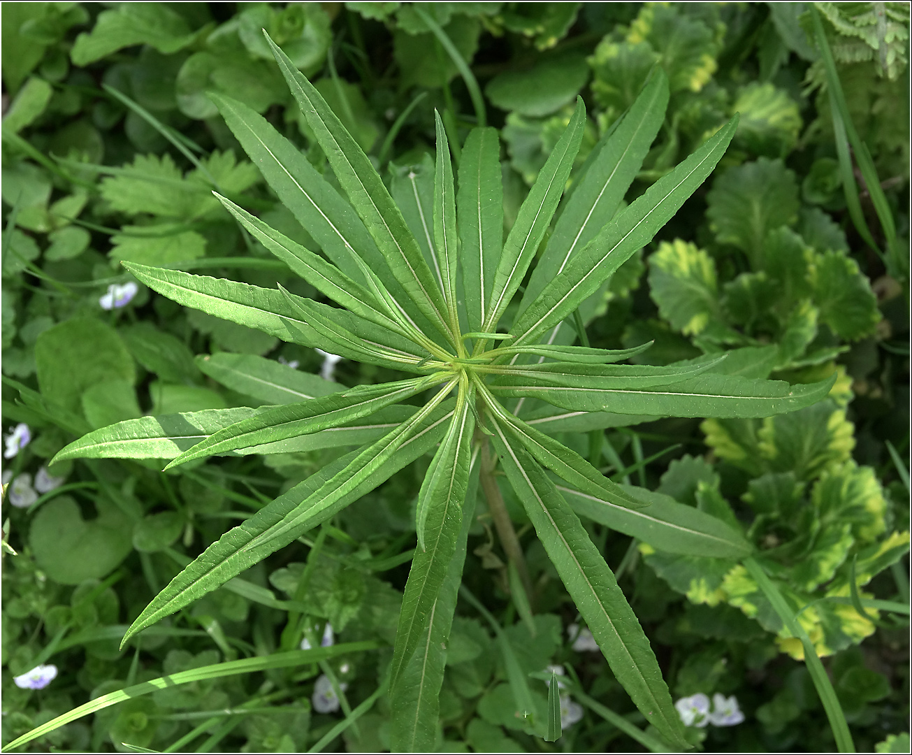 Image of Chamaenerion angustifolium specimen.