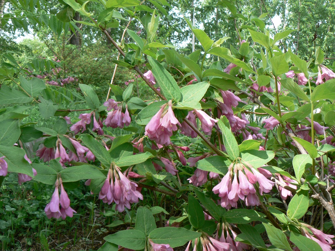 Image of Weigela praecox specimen.