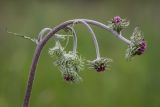 genus Jurinea. Верхушка побега с раскрывающимися соцветиями. Ростовская обл., Каменский р-н, окр. станицы Калитвенская, песчаная степь. 23.05.2021.