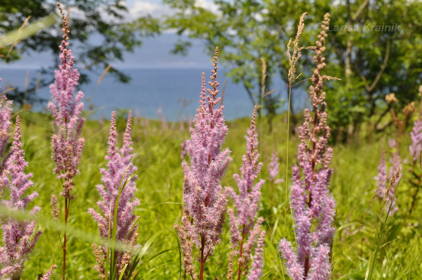 Image of Astilbe chinensis specimen.