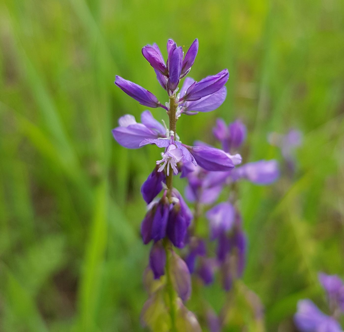 Изображение особи Polygala hybrida.