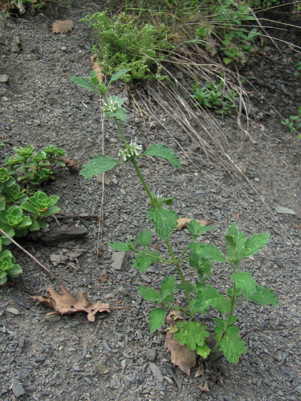 Image of Marrubium catariifolium specimen.