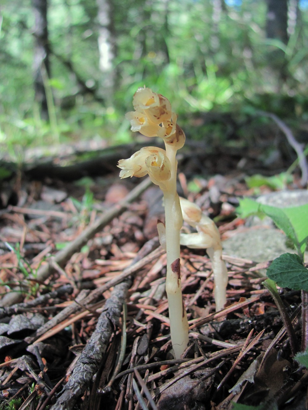 Изображение особи Hypopitys monotropa.