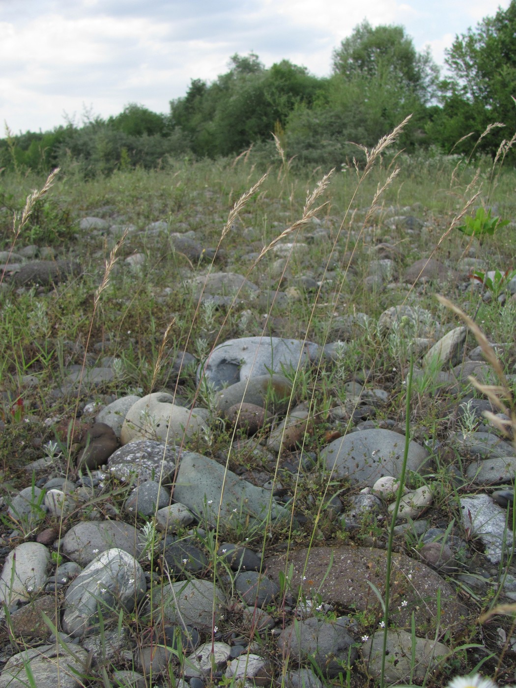 Изображение особи Trisetum rigidum.