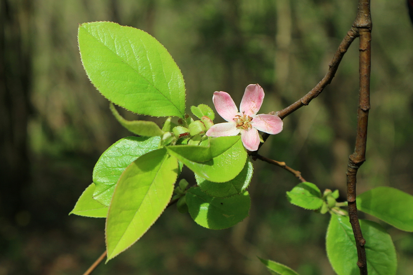 Изображение особи Pseudocydonia sinensis.