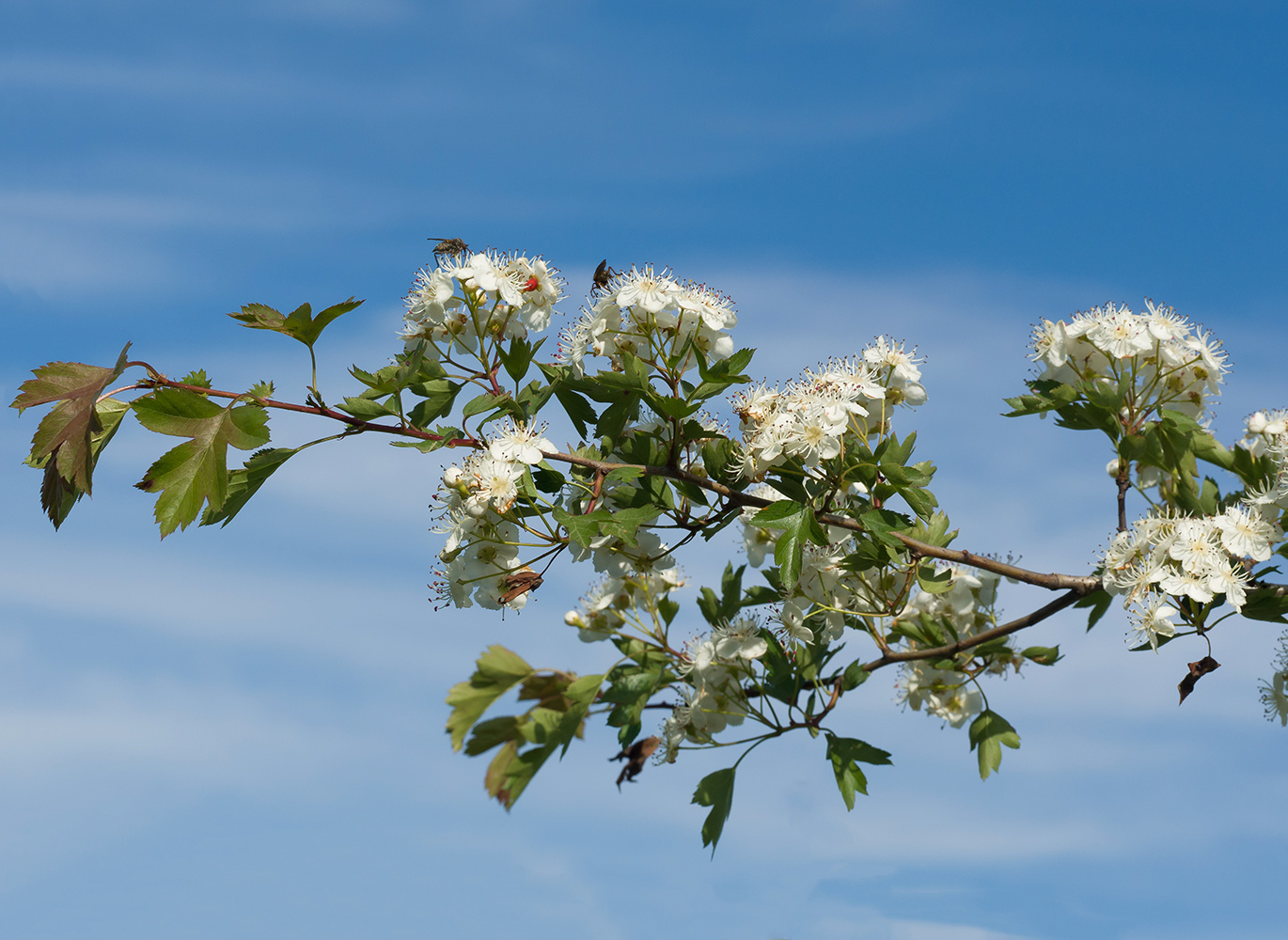 Image of Crataegus rhipidophylla specimen.