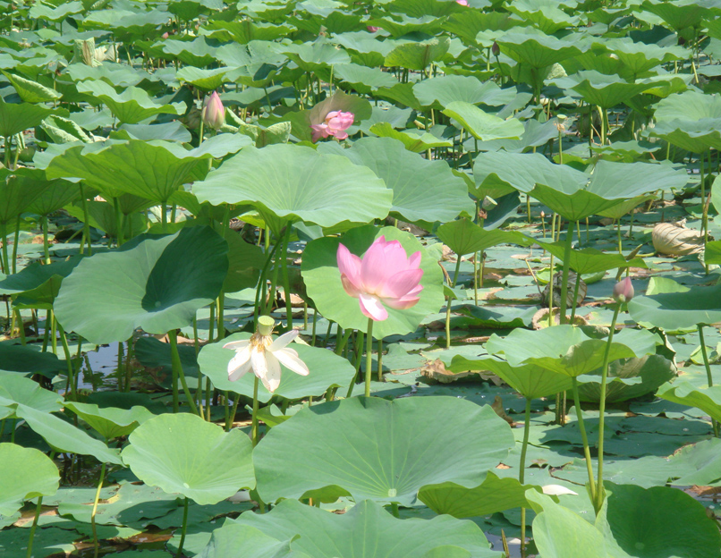 Image of Nelumbo komarovii specimen.