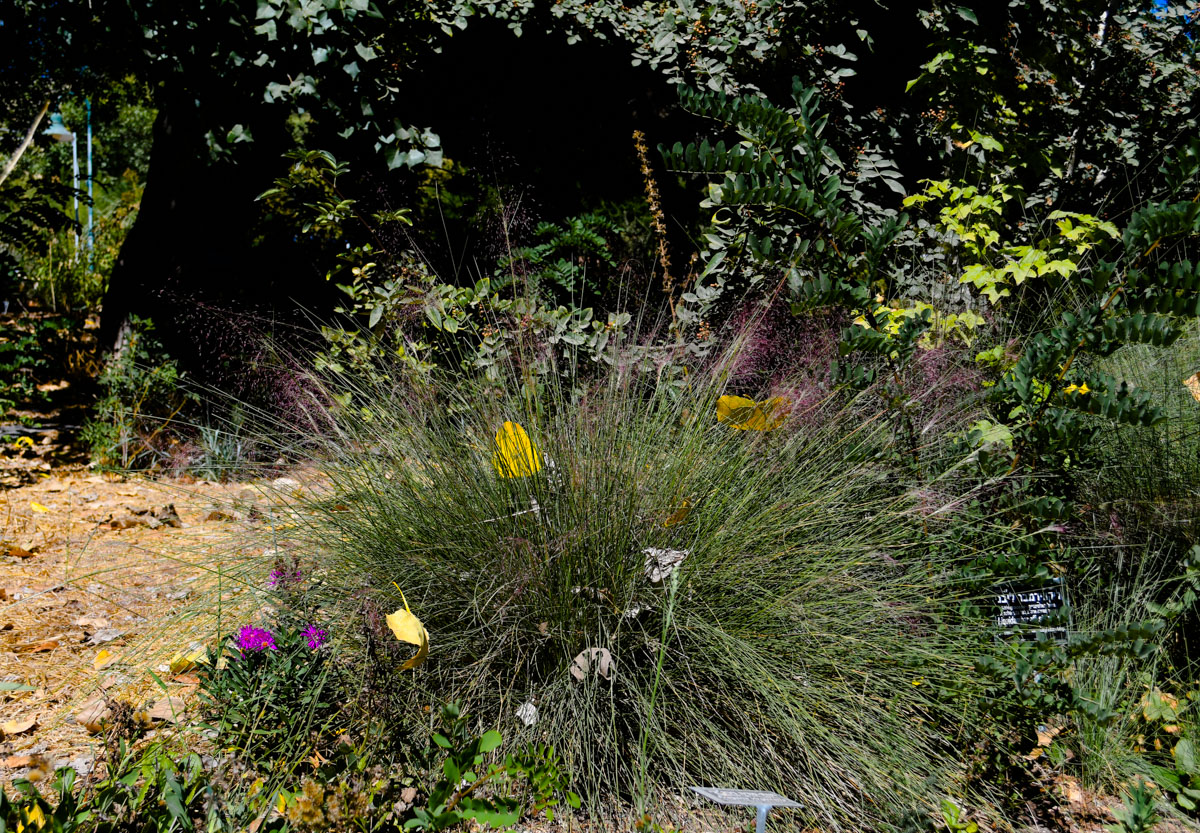 Изображение особи Muhlenbergia ciliata.