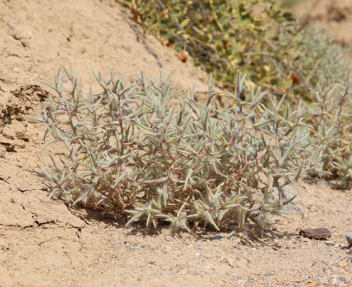 Image of Halimocnemis macrantha specimen.