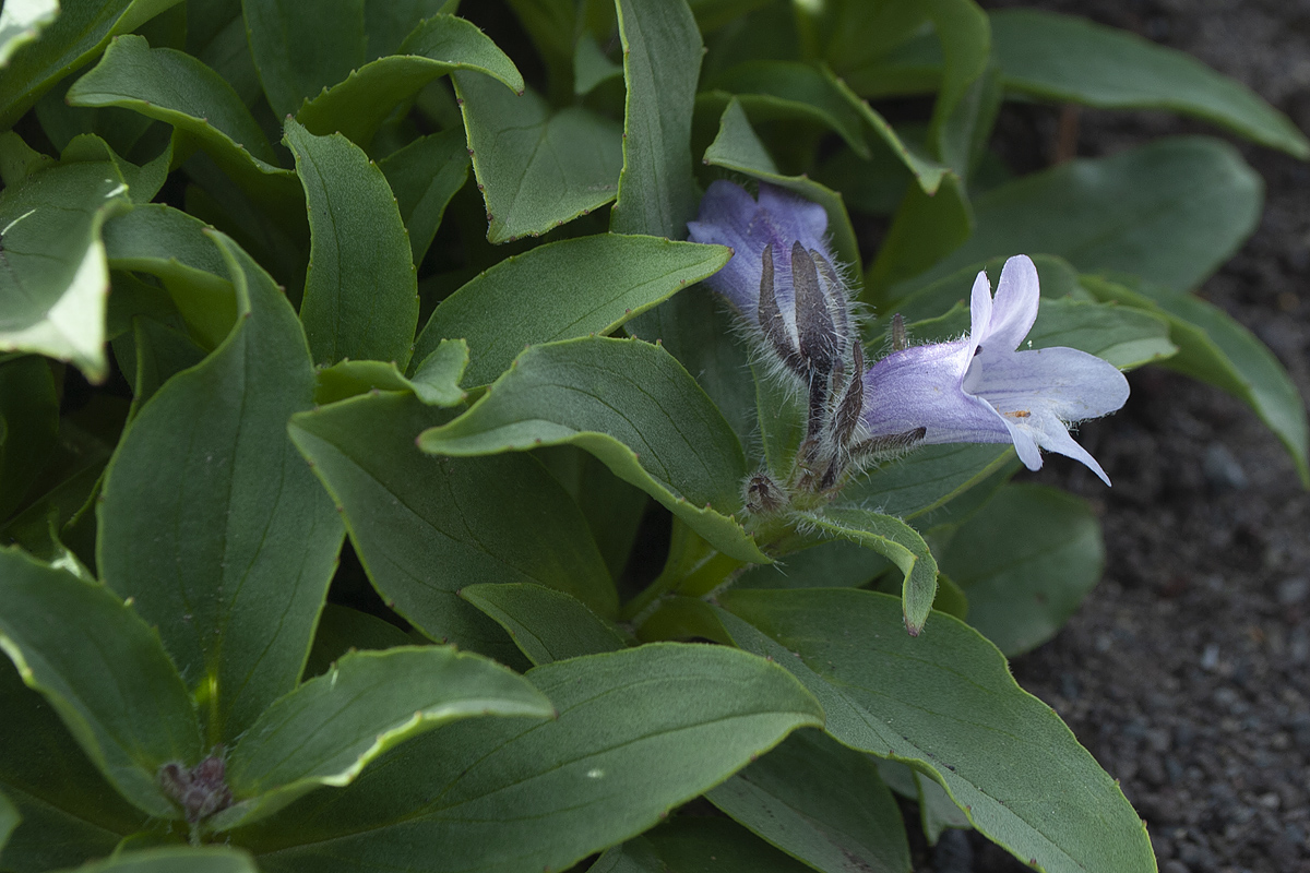 Image of Pennellianthus frutescens specimen.