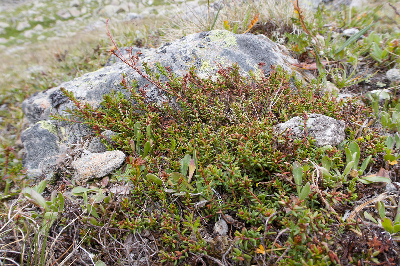 Image of Empetrum caucasicum specimen.