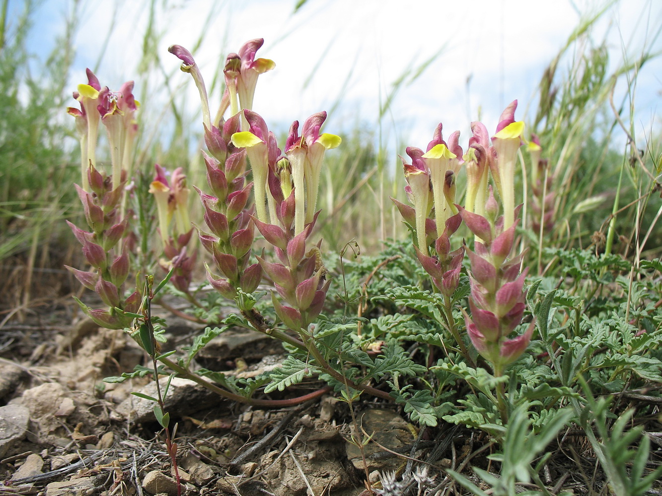 Image of Scutellaria kurssanovii specimen.