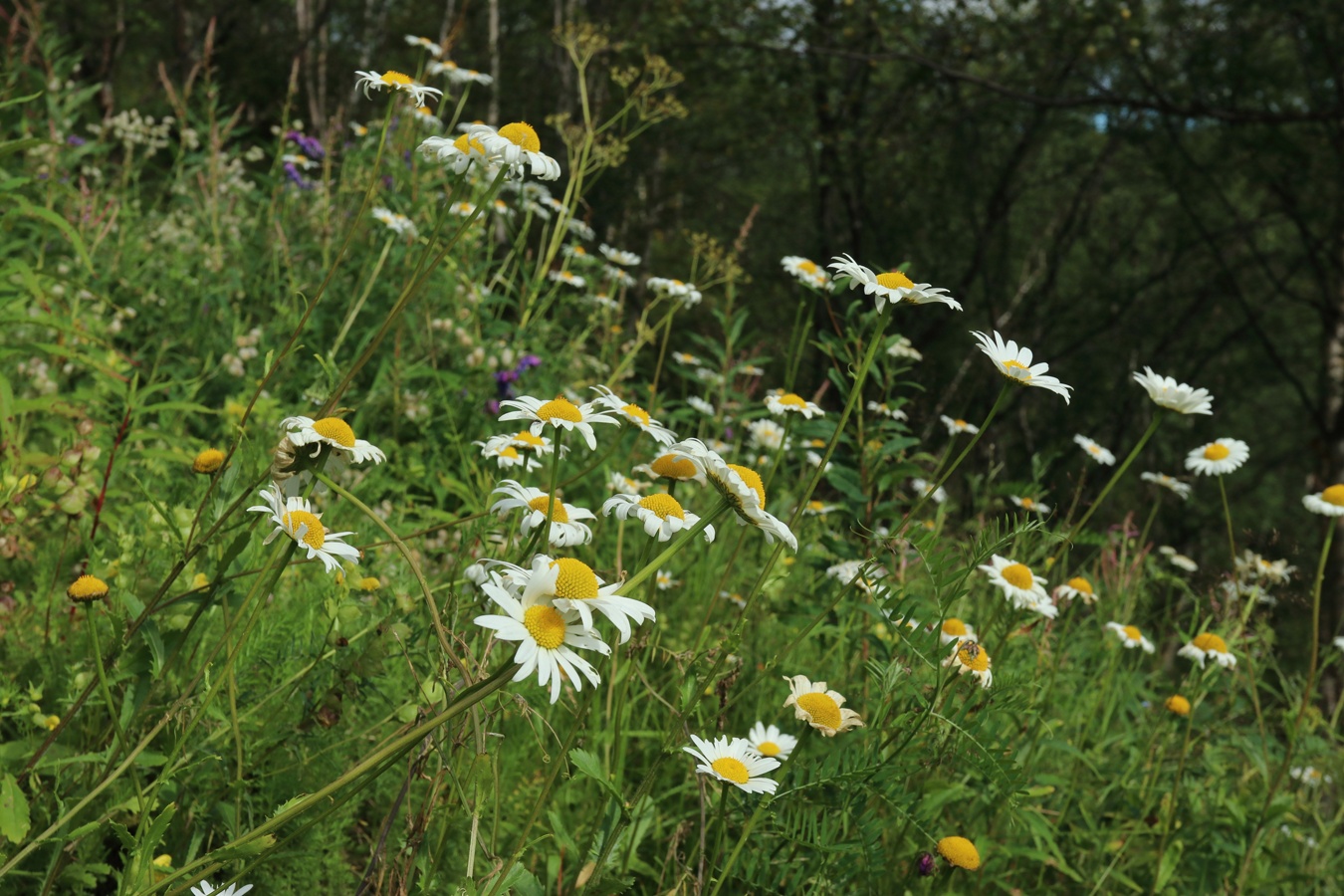 Image of Leucanthemum ircutianum specimen.