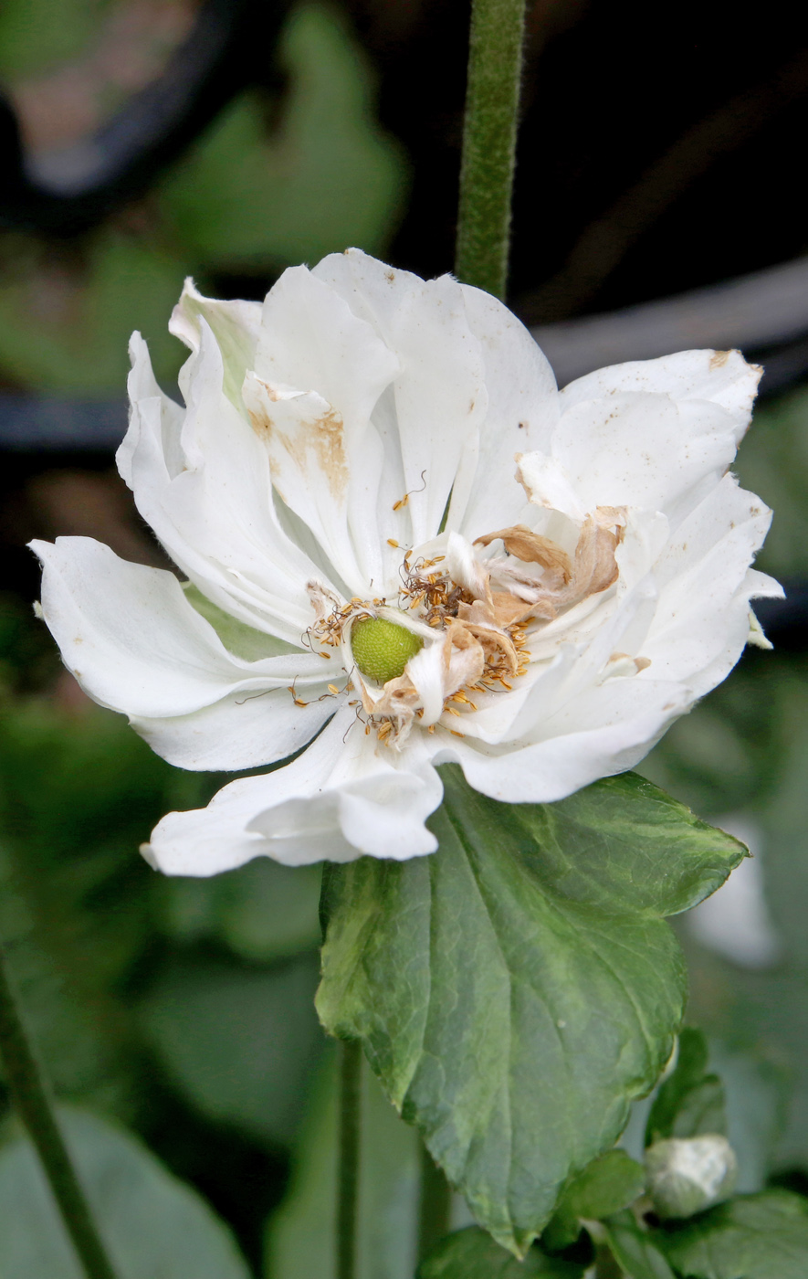 Image of Anemone scabiosa specimen.