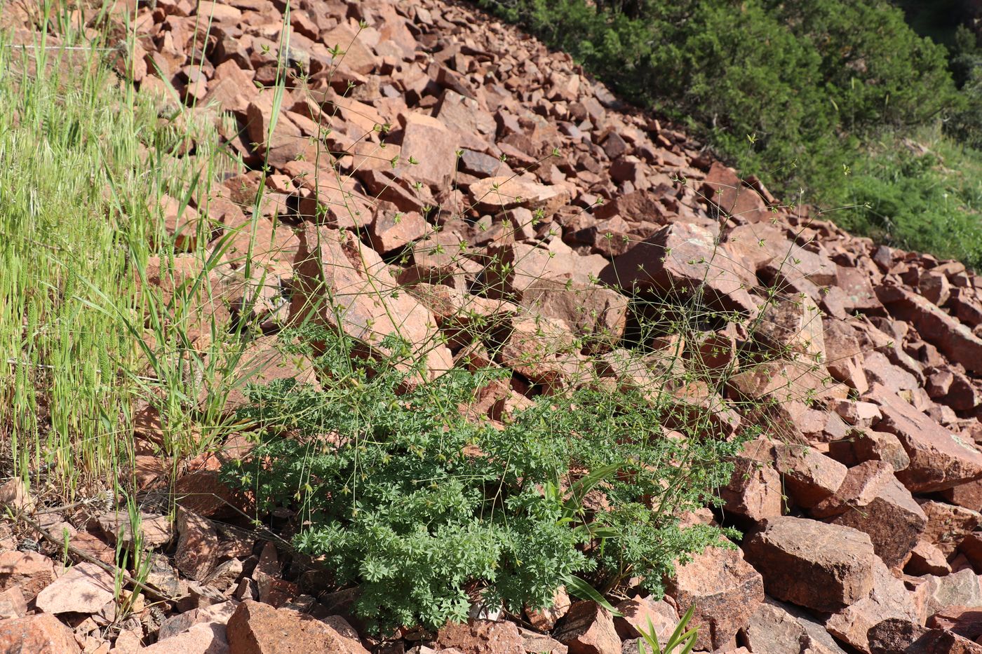 Image of Thalictrum isopyroides specimen.