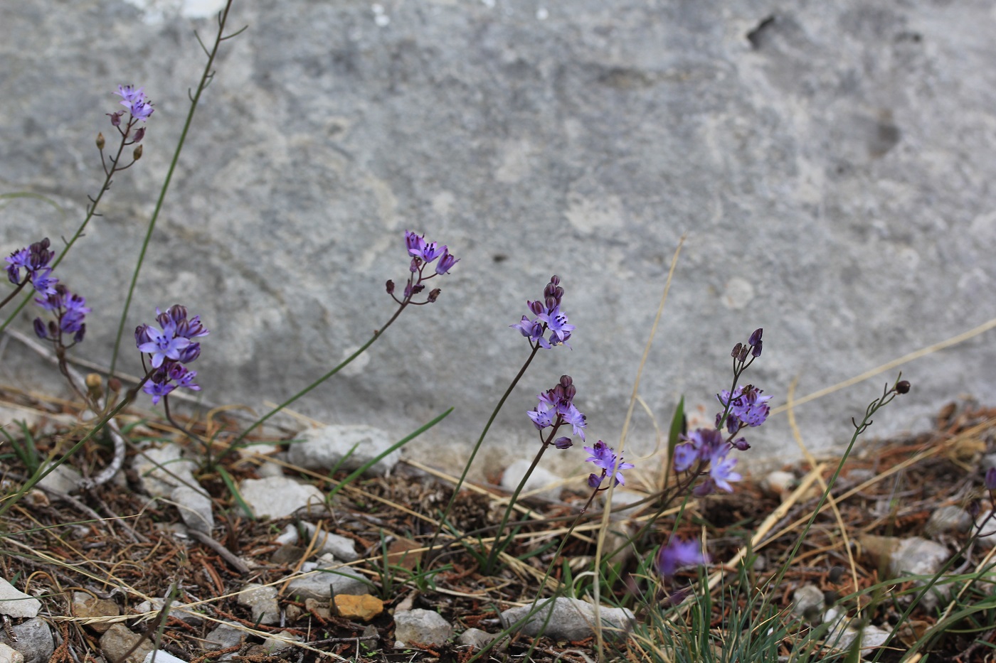 Image of Prospero autumnale specimen.