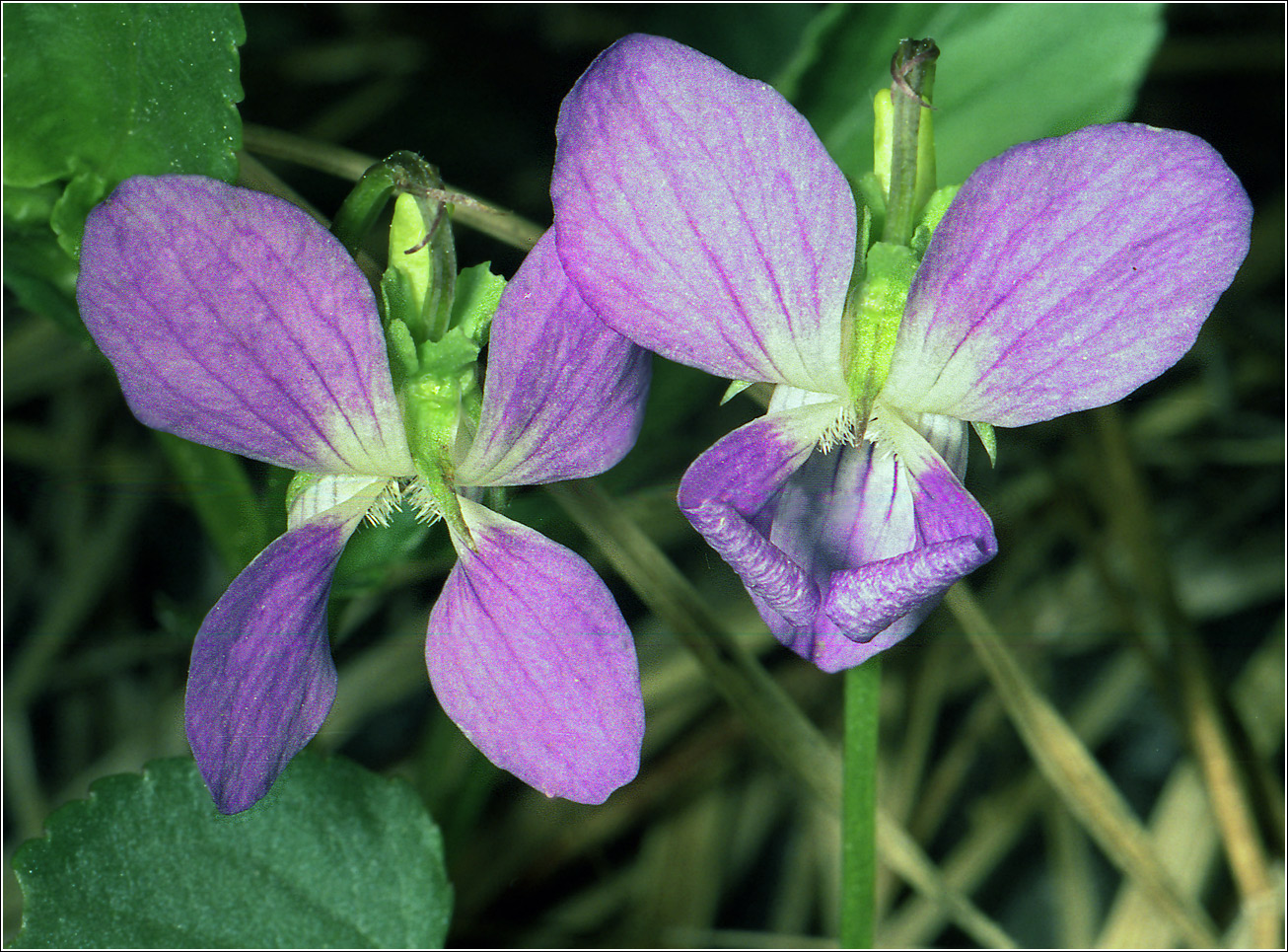 Изображение особи род Viola.