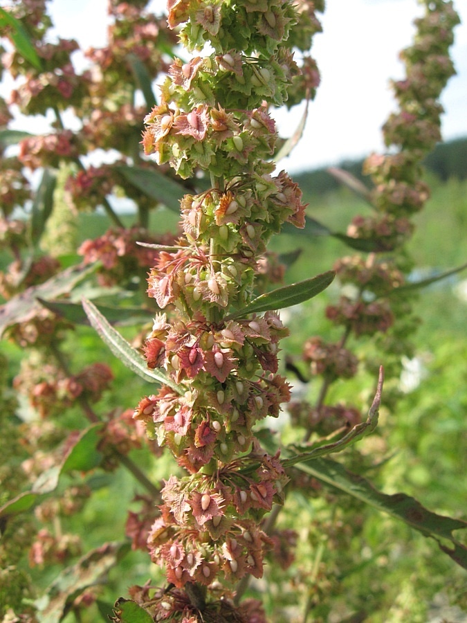 Image of Rumex stenophyllus specimen.