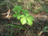 Aesculus hippocastanum