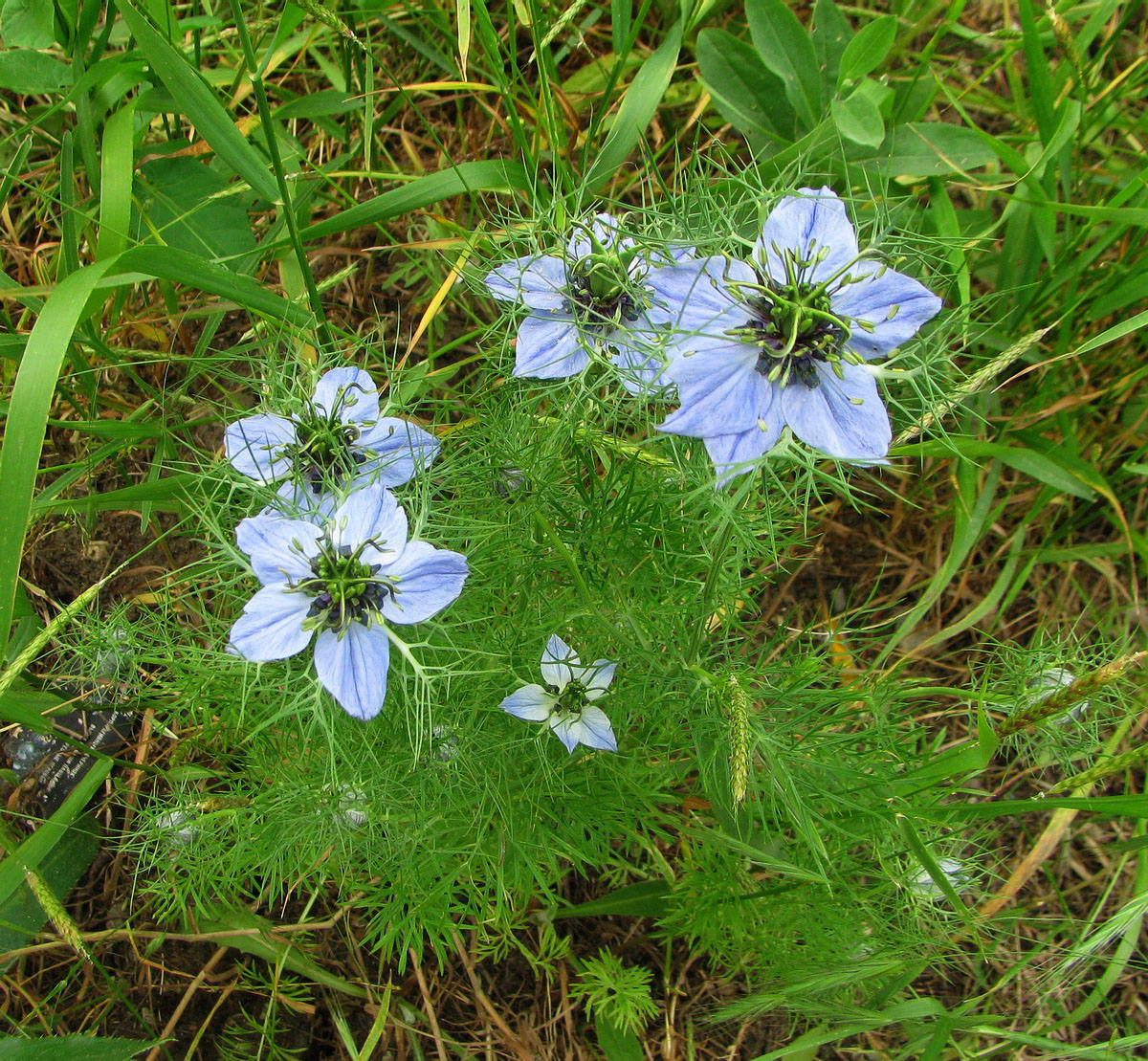 Image of Nigella damascena specimen.