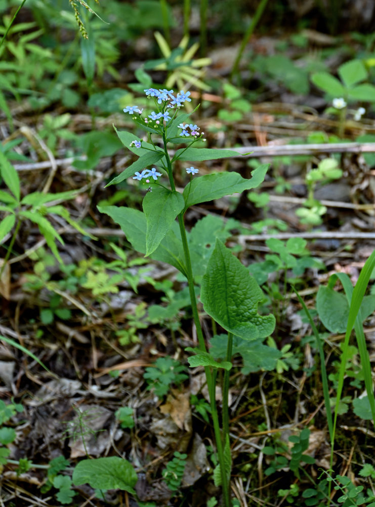 Изображение особи Brunnera sibirica.