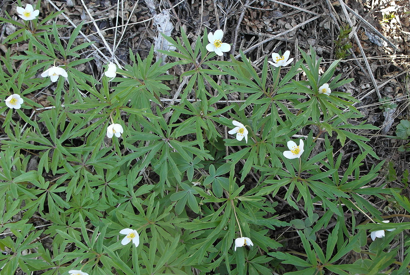 Изображение особи Anemone caerulea.