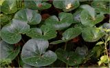 Asarum europaeum