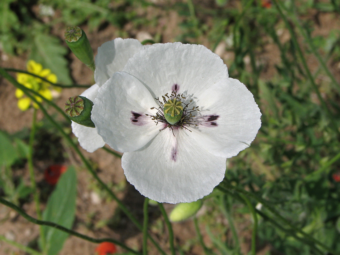 Image of Papaver albiflorum specimen.