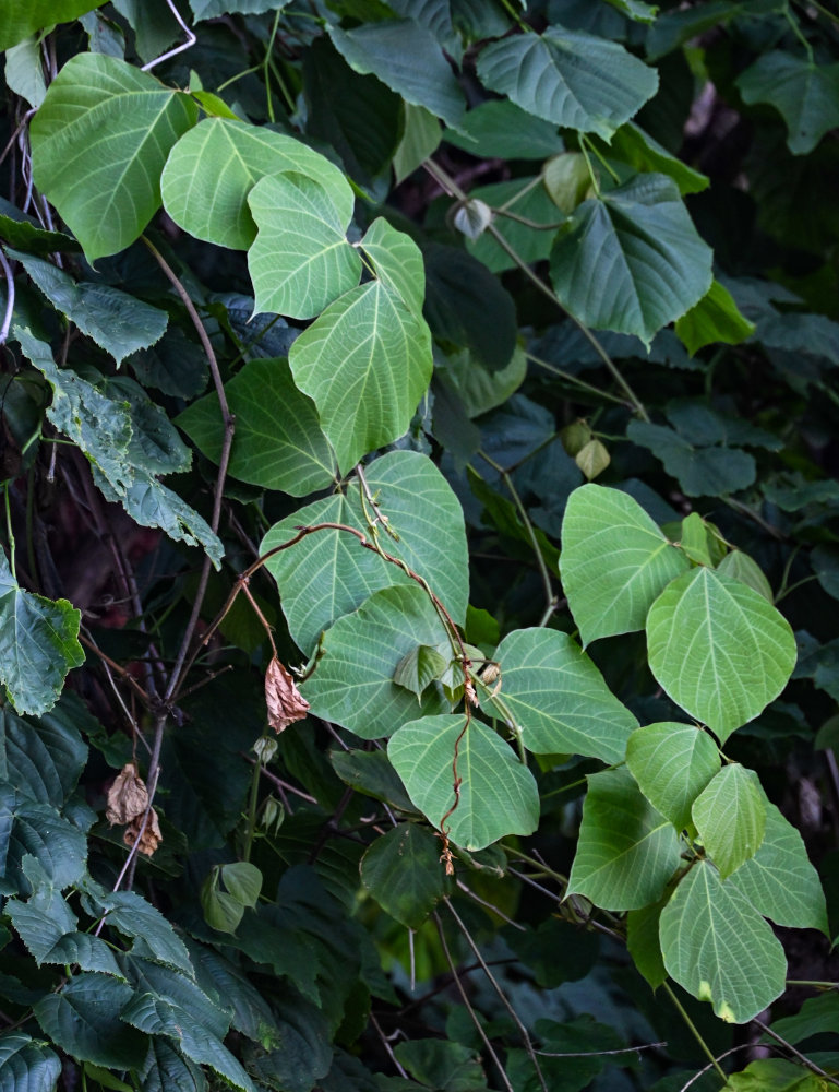 Изображение особи семейство Fabaceae.