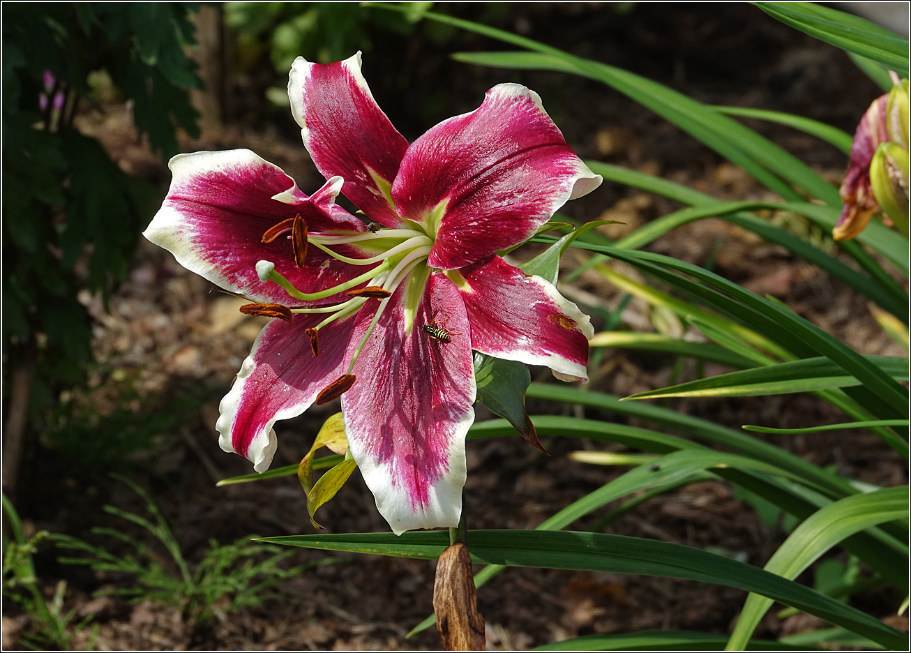 Изображение особи Hemerocallis &times; hybrida.