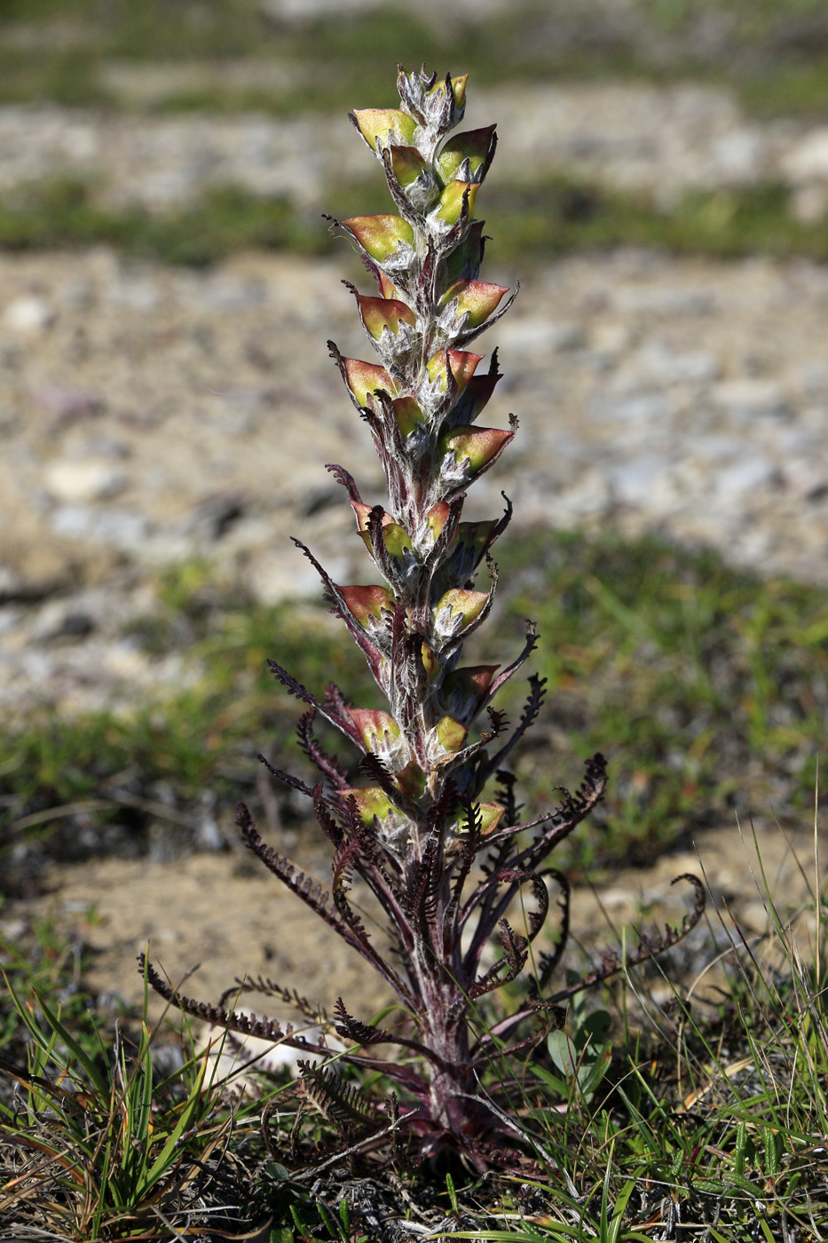 Изображение особи род Pedicularis.