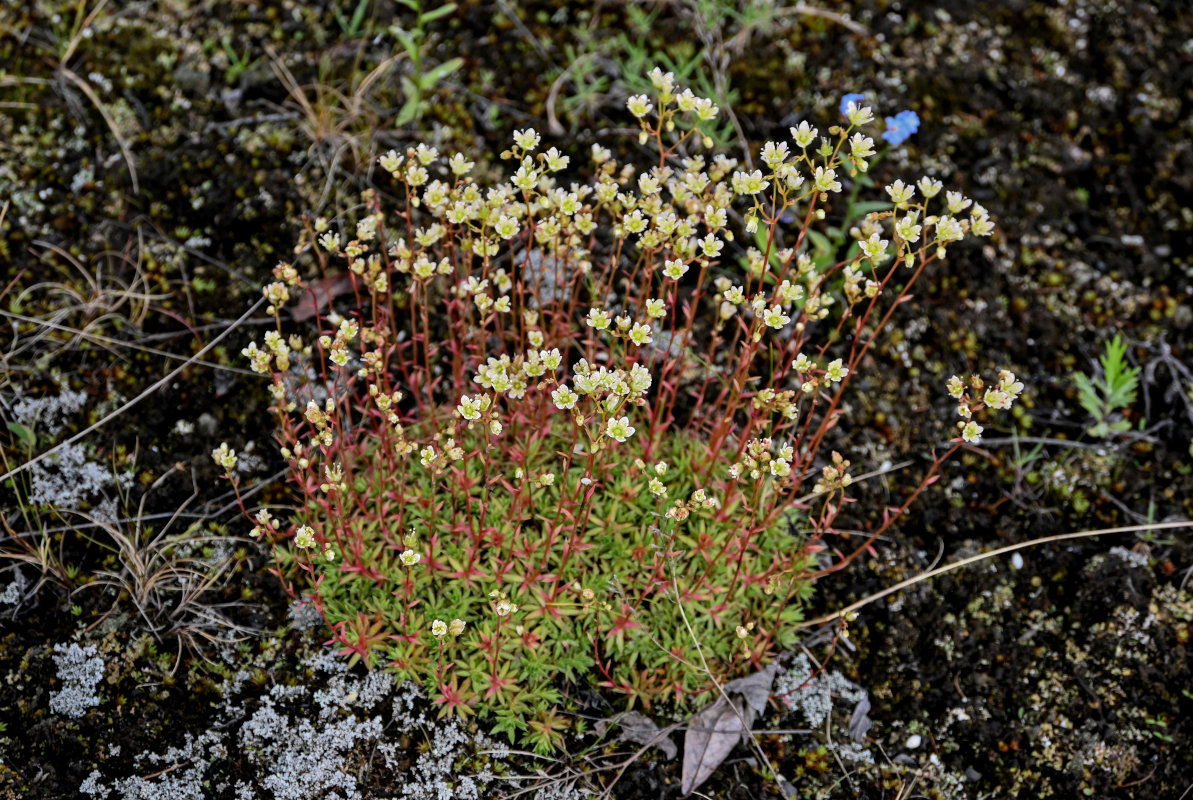 Image of Saxifraga spinulosa specimen.