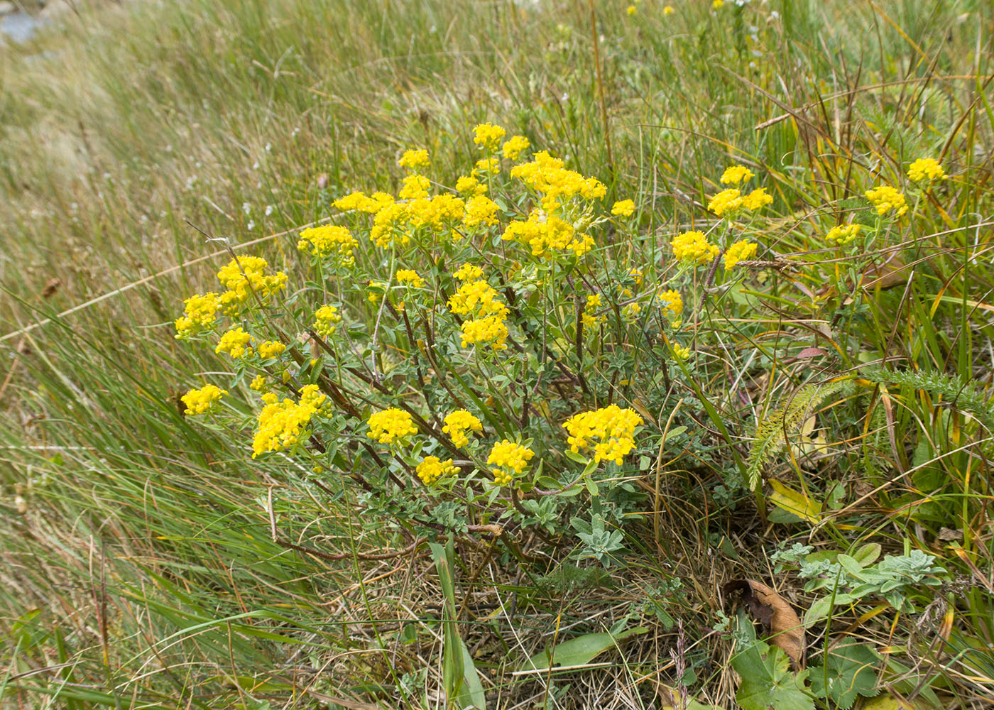 Image of Odontarrhena muralis specimen.