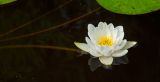 Nymphaea candida