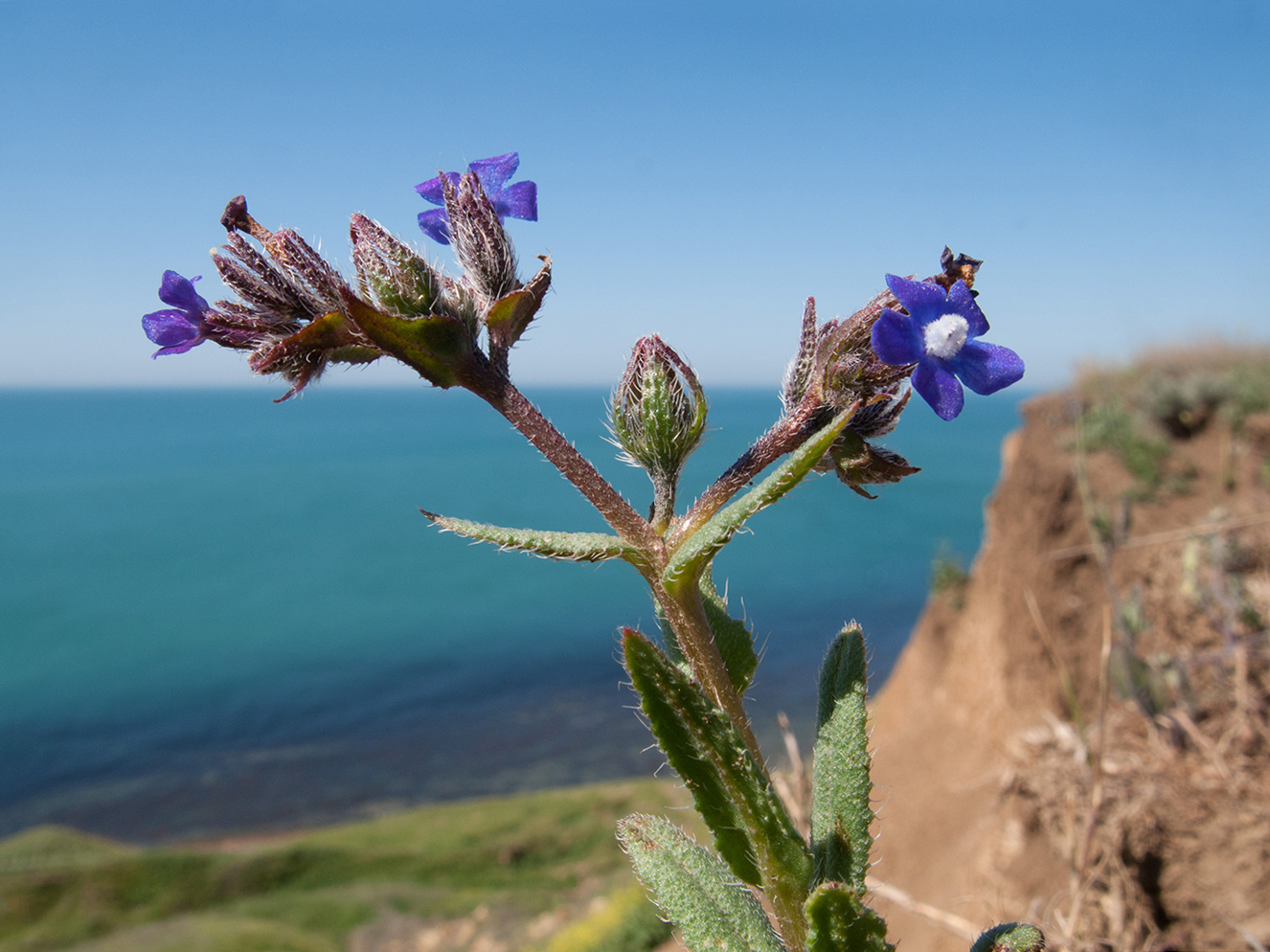 Image of Anchusa azurea specimen.