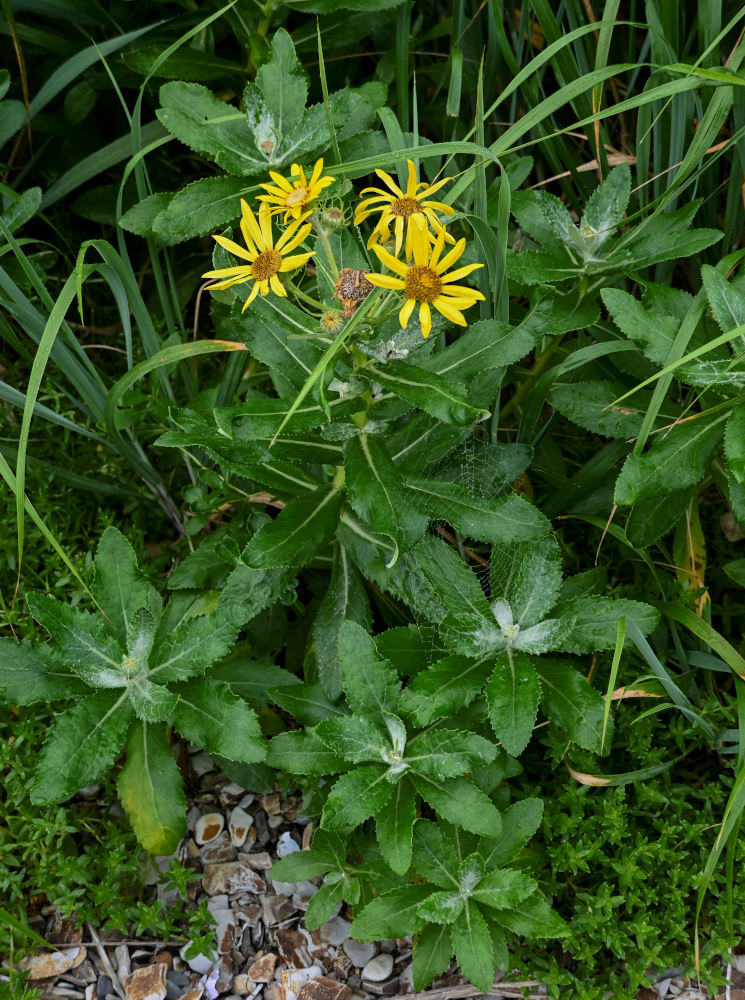 Изображение особи Senecio pseudoarnica.