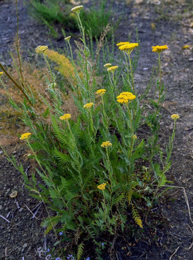 Image of Achillea filipendulina specimen.