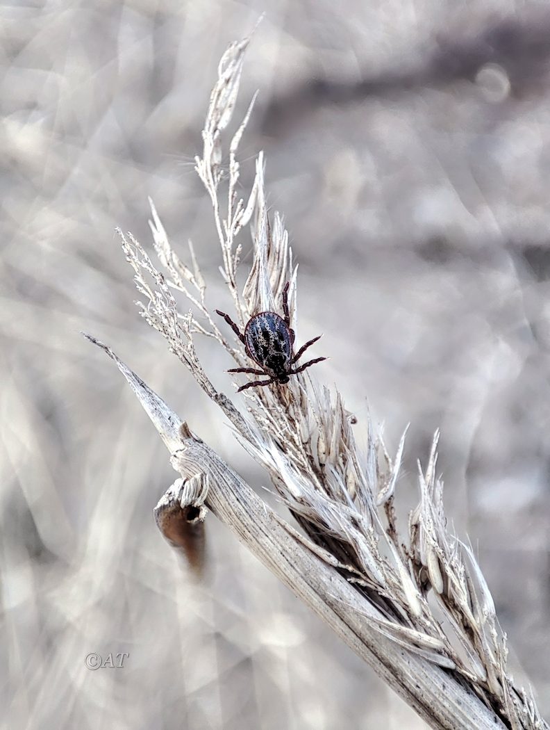 Изображение особи Phragmites australis.