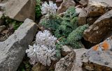 Cysticorydalis fedtschenkoana