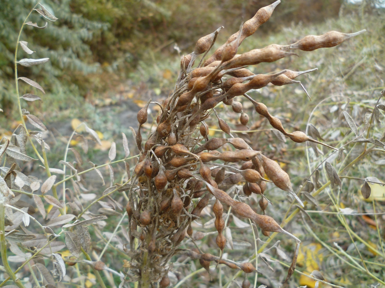 Image of Glycyrrhiza aspera specimen.