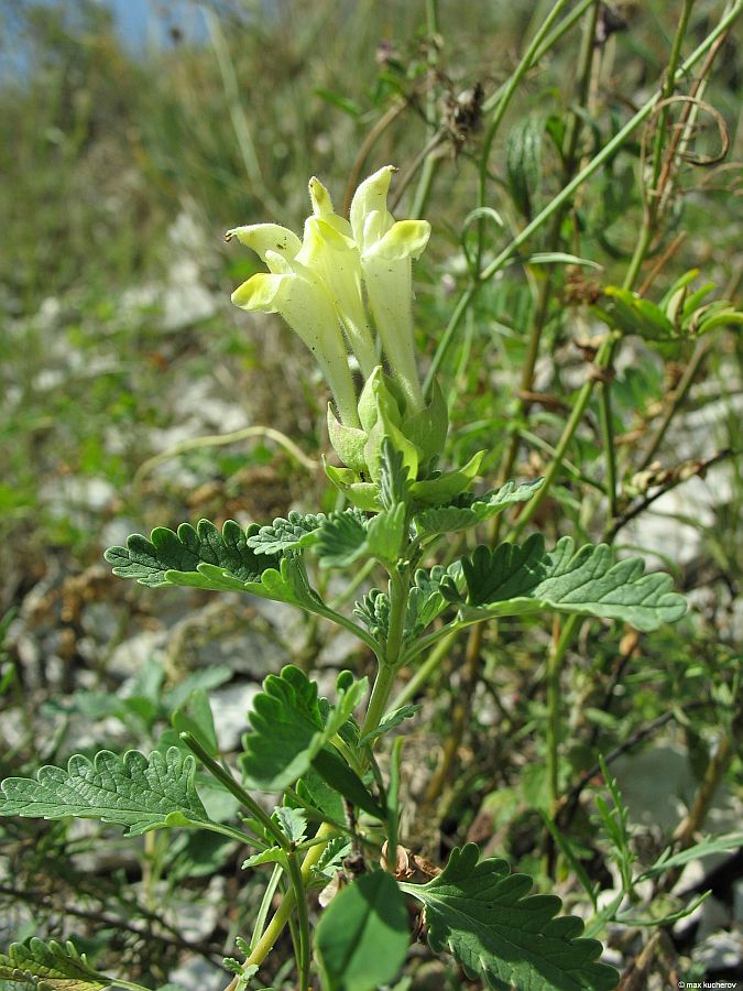 Image of Scutellaria polyodon specimen.