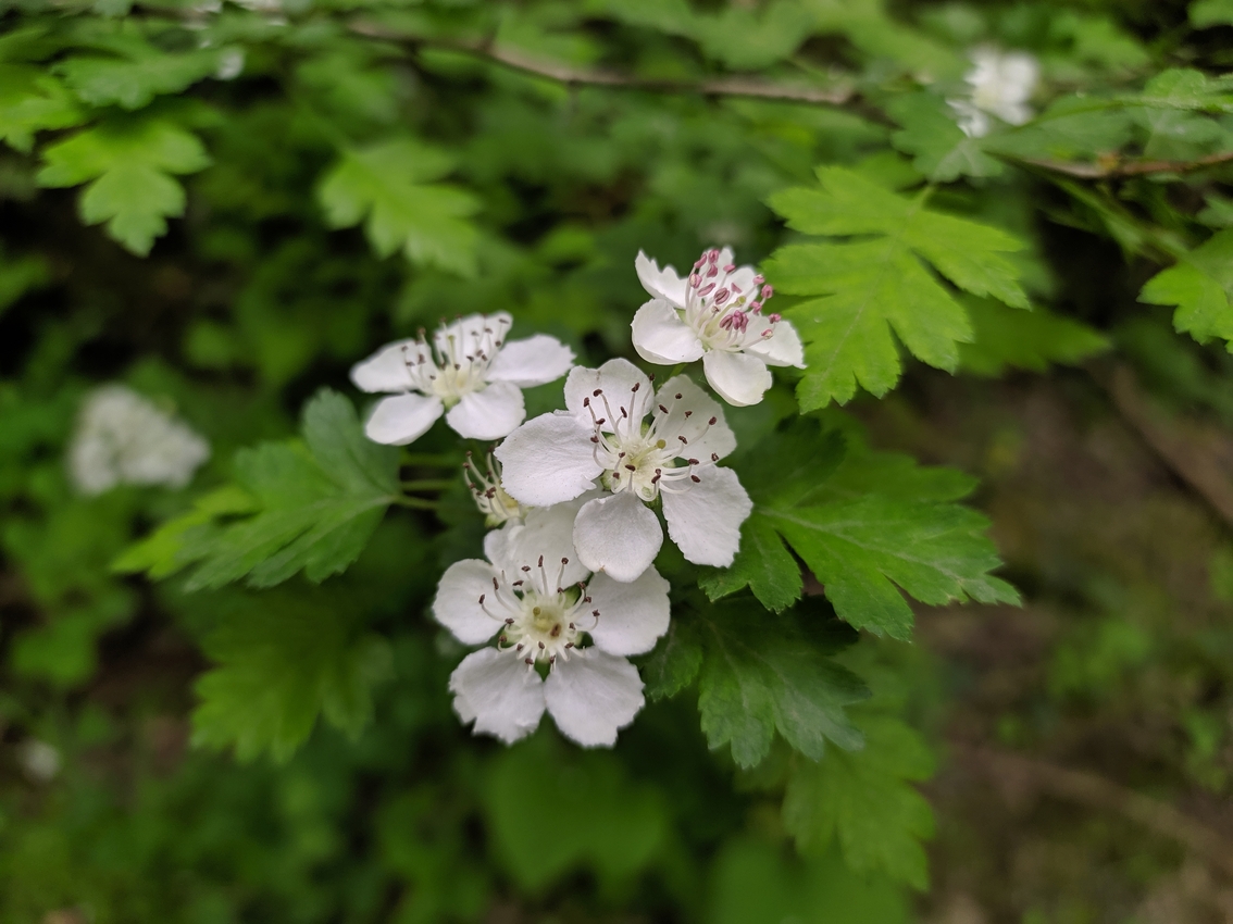 Image of Crataegus microphylla specimen.