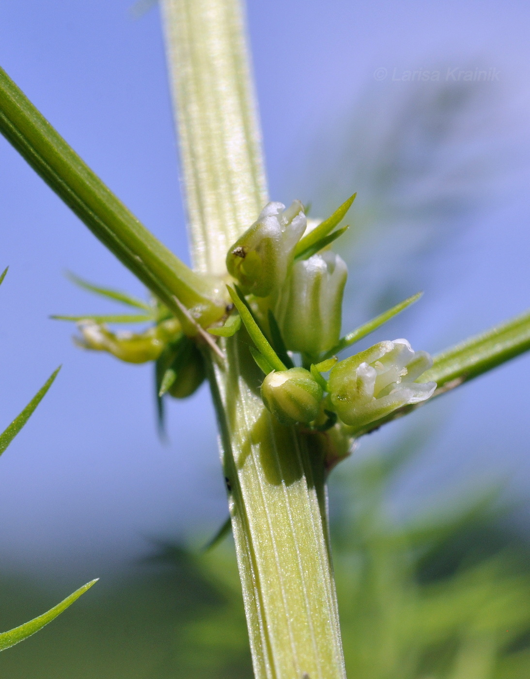 Изображение особи Asparagus schoberioides.