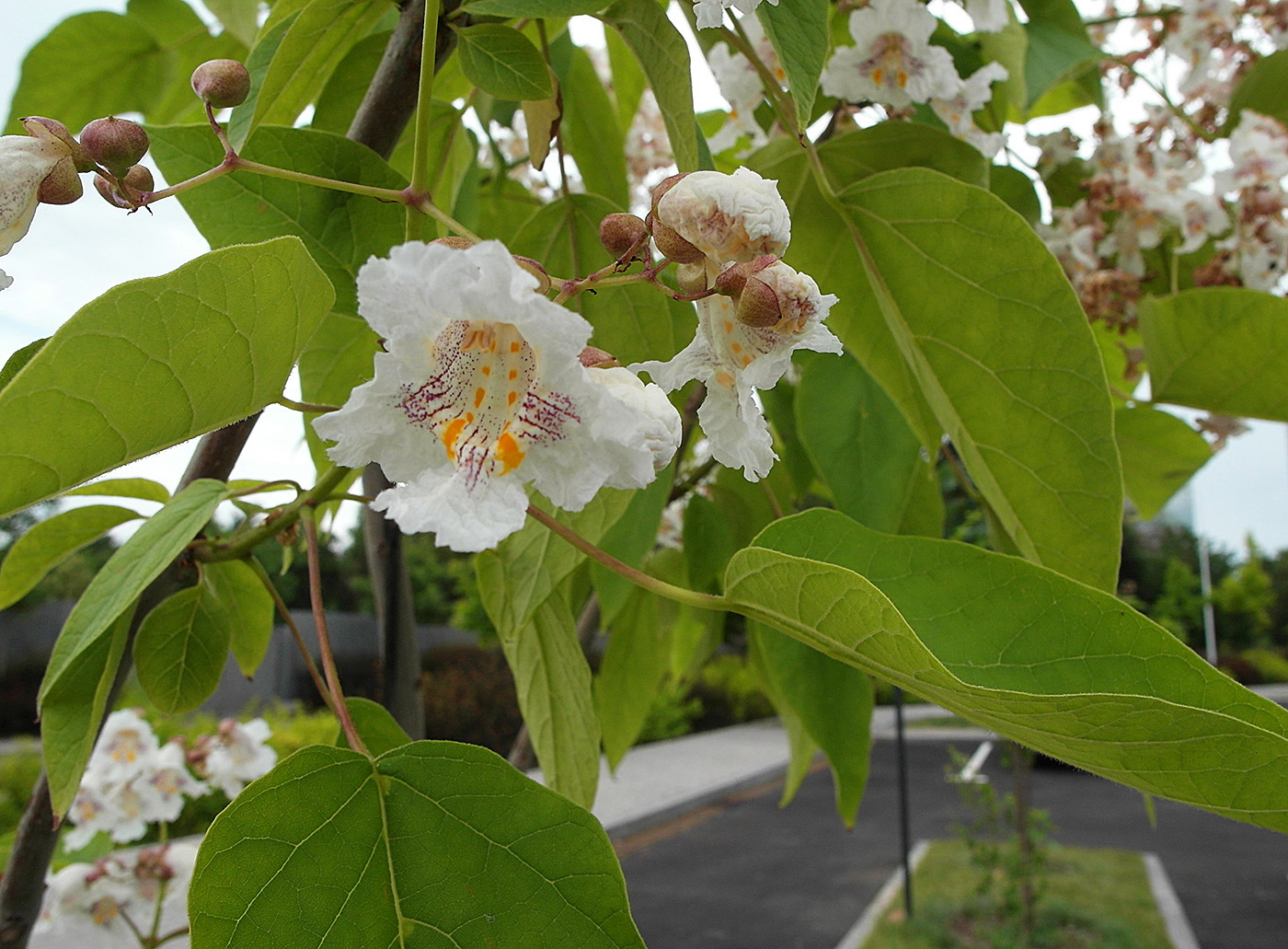 Image of Catalpa bignonioides specimen.