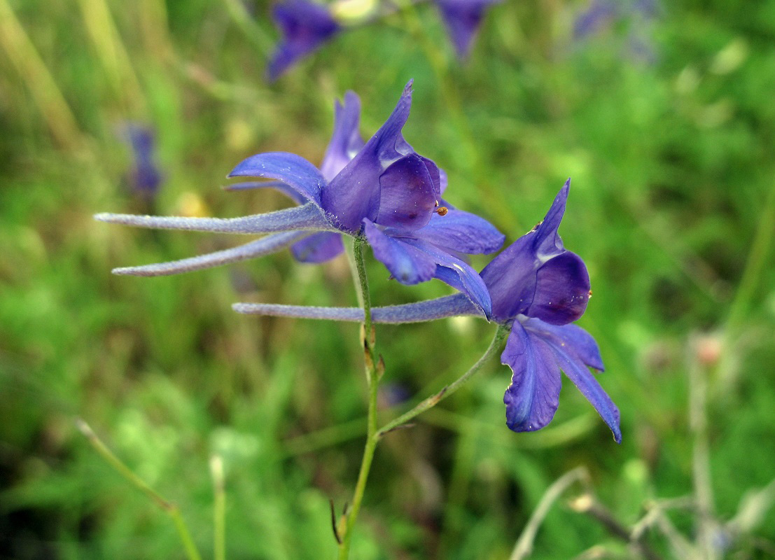 Image of Delphinium consolida specimen.