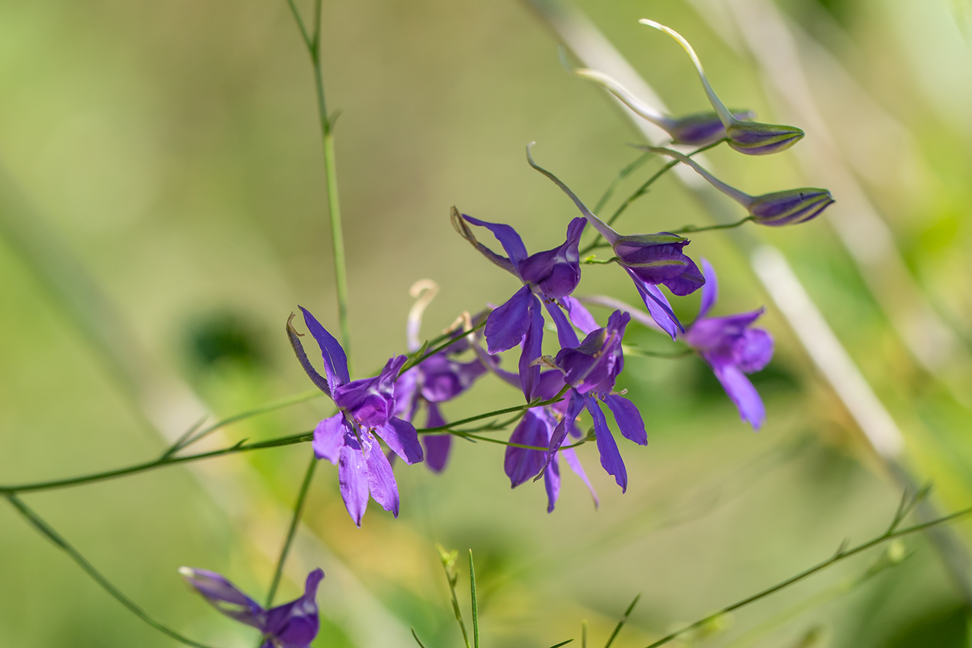 Image of Delphinium consolida specimen.