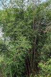 Phyllostachys pubescens. Вегетирующие растения. Китай, Гуанси-Чжуанский автономный р-н, окр. дер. Фэнлоу, бамбуковая роща. 02.06.2024.